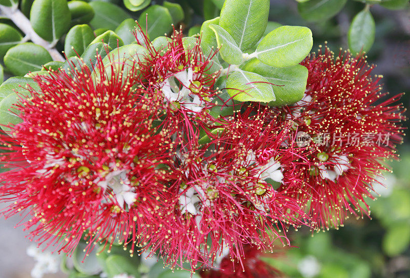 新西兰圣诞树(metrosidero excelsa)